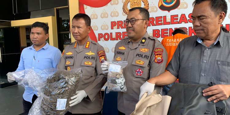 Bekuk 3 Pengedar Narkoba, Polresta Bengkulu Sita Hampir 2 Kilogram Ganja dan Sabu