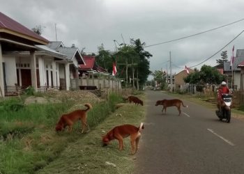 69 Kasus Gigitan Anjing, Anak dan Lansia Jadi Korban di Lebong