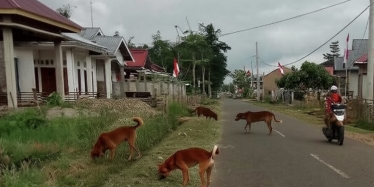 69 Kasus Gigitan Anjing, Anak dan Lansia Jadi Korban di Lebong