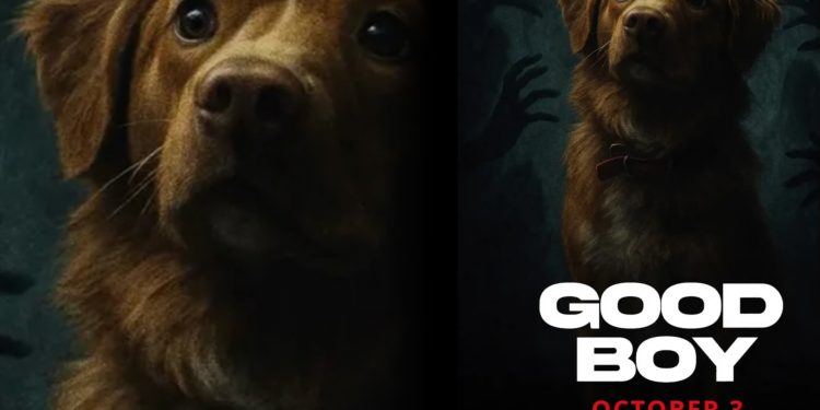 Film Good Boy 2025, Teror Rumah Tua dari Perspektif Anjing