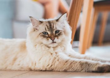 Bukan Hanya Anggora, Ini Jenis Kucing Populer Jadi Hewan Peliharaan