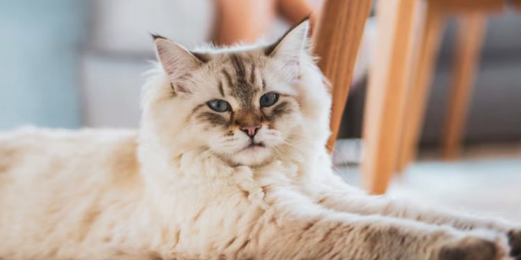 Bukan Hanya Anggora, Ini Jenis Kucing Populer Jadi Hewan Peliharaan