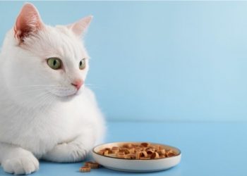 Benarkah Coklat Berbahaya Untuk jadi Makanan Kucing? Pemilik Wajib Tahu