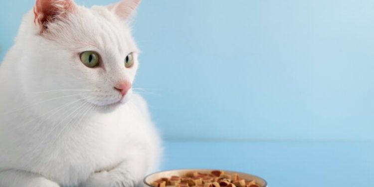 Benarkah Coklat Berbahaya Untuk jadi Makanan Kucing? Pemilik Wajib Tahu