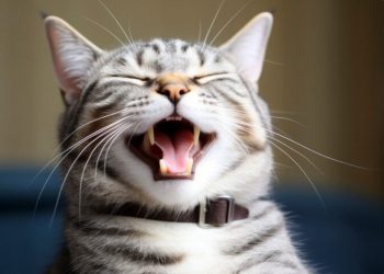 Alasan Kucing Sering Mengeong dan Cara Memahaminya