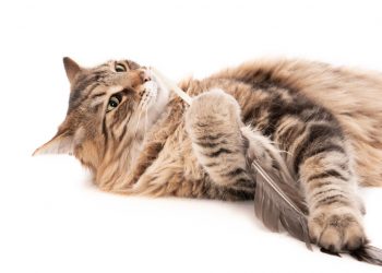 Kebiasaan Unik Kucing yang Bikin Pemiliknya Heran