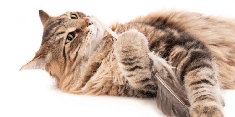 Kebiasaan Unik Kucing yang Bikin Pemiliknya Heran