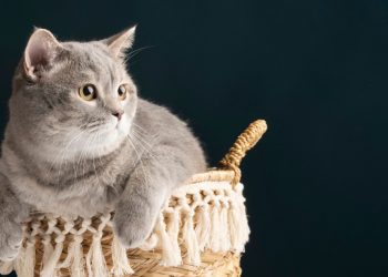 Rahasia Bulu Kucing Tetap Indah dan Berkilau