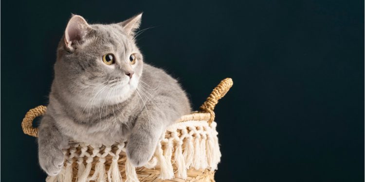 Rahasia Bulu Kucing Tetap Indah dan Berkilau