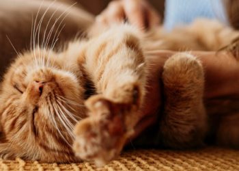 Alasan Kucing Bisa Tidur Hingga 20 Jam Sehari,  Ini Faktanya