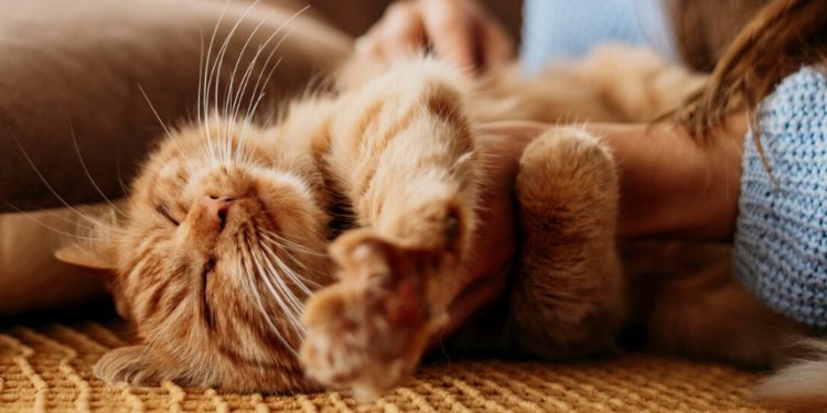 Alasan Kucing Bisa Tidur Hingga 20 Jam Sehari, Ini Faktanya