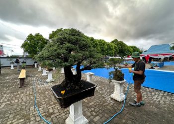 Ayo Saksikan! Kontes Bonsai Warnai Ulang Tahun Rakyat Bengkulu ke-24