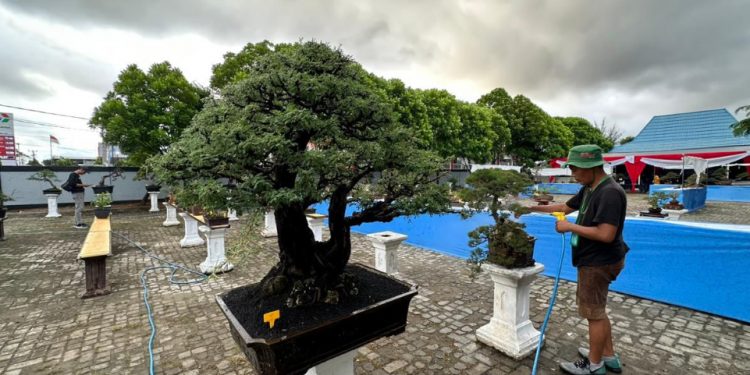 Ayo Saksikan! Kontes Bonsai Warnai Ulang Tahun Rakyat Bengkulu ke-24