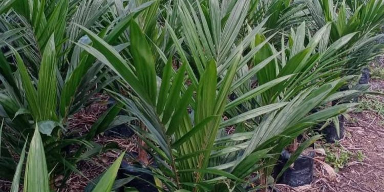 Menentukan Keberhasilan: Kesalahan Umum dalam Pemilihan Bibit Sawit dan Cara Menghindarinya