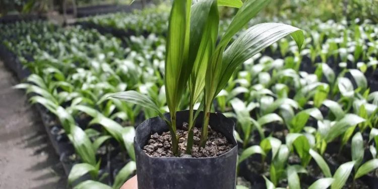 Lebih Produktif! Ini Cara Merawat Bibit Sawit Unggul agar Cepat Berbuah