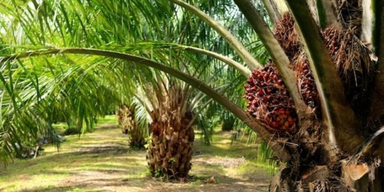 Cepat Berbuah: Jenis Bibit Kelapa Sawit Unggul dan Banyak Dicari Petani