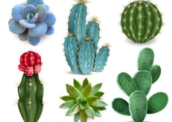 Kaktus: Tanaman Unik yang Cantik, Tahan Lama, dan Mudah Dirawat