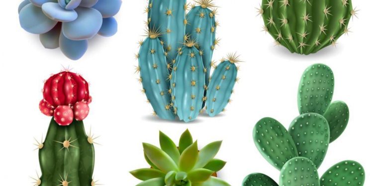 Kaktus: Tanaman Unik yang Cantik, Tahan Lama, dan Mudah Dirawat