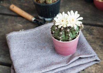 6 Jenis Kaktus Hias yang Cantik dan Populer untuk Dekorasi Rumah