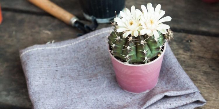 6 Jenis Kaktus Hias yang Cantik dan Populer untuk Dekorasi Rumah