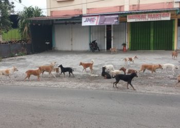 Anjing dan Kucing Jadi Pemicu, 180 Lebih Warga Rejang Lebong Digigit Hewan Penular Rabies dalam 7 Bulan Terakhir