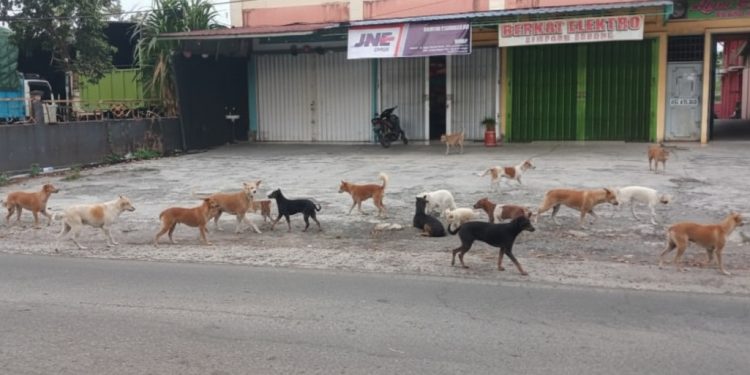 Anjing dan Kucing Jadi Pemicu, 180 Lebih Warga Rejang Lebong Digigit Hewan Penular Rabies dalam 7 Bulan Terakhir