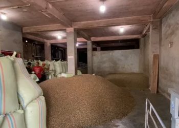 Harga Kopi Kepahiang Anjlok, Petani Gelisah di Tengah Gejolak Sosial