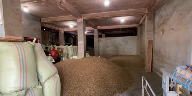 Harga Kopi Kepahiang Anjlok, Petani Gelisah di Tengah Gejolak Sosial