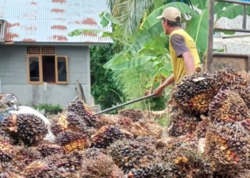 Produksi Anjlok, Harga Sawit Bengkulu Utara Naik Hingga Rp200 per Kilogram