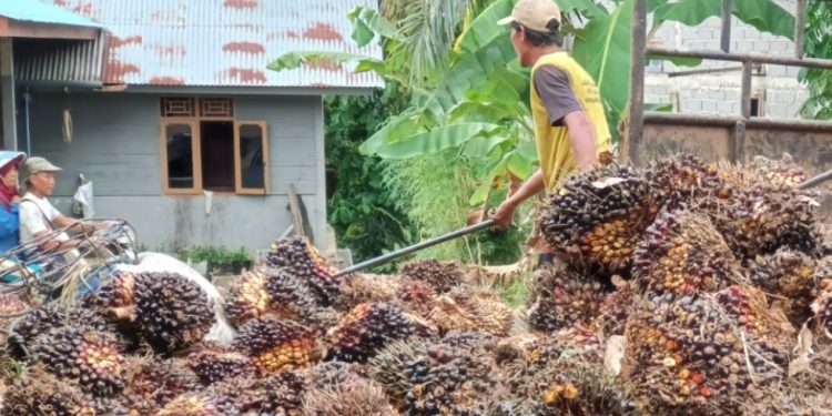 Produksi Anjlok, Harga Sawit Bengkulu Utara Naik Hingga Rp200 per Kilogram