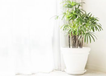 Biar Rezeki Lancar, Inilah 7 Aturan Penataan Perabot Menurut Fengshui