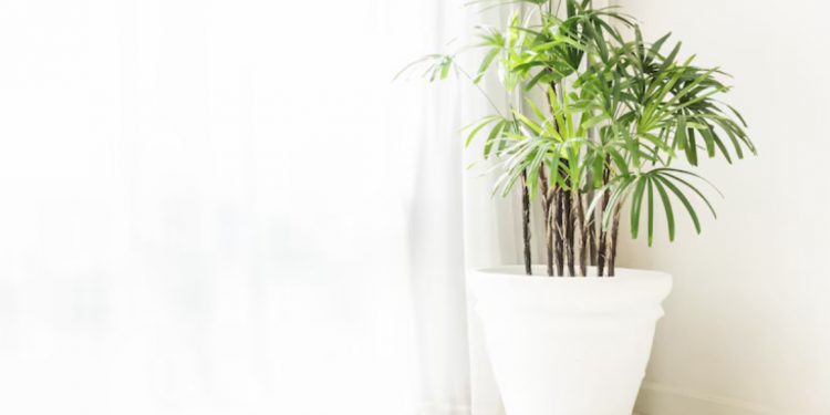 Biar Rezeki Lancar, Inilah 7 Aturan Penataan Perabot Menurut Fengshui