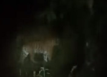 BKSDA Bengkulu Imbau Warga Lebong Waspada Kemunculan Harimau Sumatra