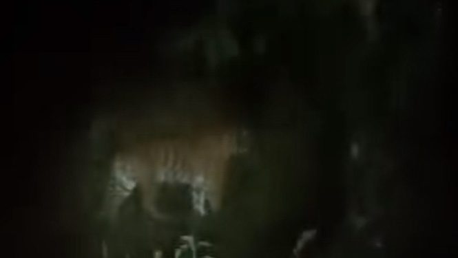 BKSDA Bengkulu Imbau Warga Lebong Waspada Kemunculan Harimau Sumatra