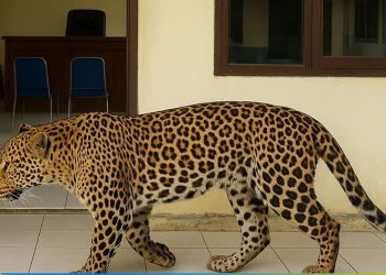 Heboh! Macan Tutul Liar Masuk Hotel, Tim Gabungan Evakuasi Tiga Jam