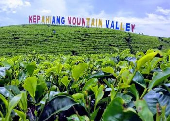 Liburan Akhir Pekan di Kebun Teh Kabawetan, Pesona Alam Bengkulu yang Bikin Rileks