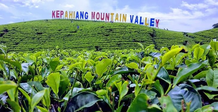 Liburan Akhir Pekan di Kebun Teh Kabawetan, Pesona Alam Bengkulu yang Bikin Rileks