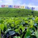 Liburan Akhir Pekan di Kebun Teh Kabawetan, Pesona Alam Bengkulu yang Bikin Rileks