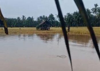 Hujan Deras! Puluhan Rumah Seluma Terendam dan Lahan Pertanian Rusak Parah