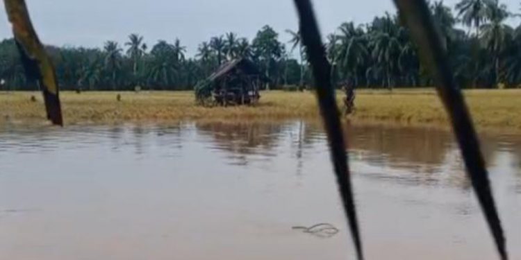Hujan Deras! Puluhan Rumah Seluma Terendam dan Lahan Pertanian Rusak Parah