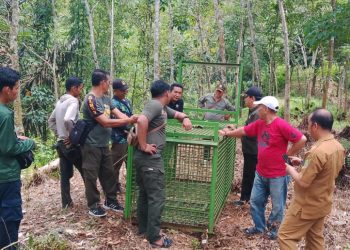 Jejak Beruang Madu Ditemukan di Kebun Warga Taba Penanjung, BKSDA Pasang Perangkap