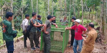 Jejak Beruang Madu Ditemukan di Kebun Warga Taba Penanjung, BKSDA Pasang Perangkap