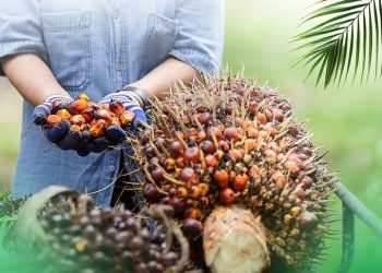 Dampak B50, Harga Referensi CPO Naik Tipis di November 2025