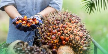 Dampak B50, Harga Referensi CPO Naik Tipis di November 2025