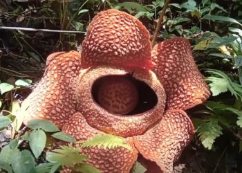 Rafflesia Arnoldii Kembali Mekar di Liku 9, Pesona Langka yang Bikin Takjub