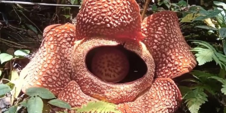 Rafflesia Arnoldii Kembali Mekar di Liku 9, Pesona Langka yang Bikin Takjub