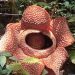 Rafflesia Arnoldii Kembali Mekar di Liku 9, Pesona Langka yang Bikin Takjub