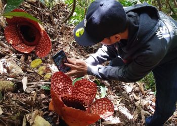 Villarreal Melesat ke Papan Atas, Espanyol Tersungkur di Kandang Sendiri