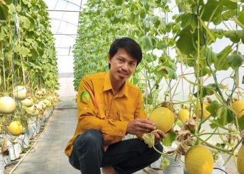 Yusuf Kurniawan Anak Muda Bengkulu Bangun Pertanian Cerdas, Ciptakan Melon Bermotif Rafflesia Pertama di Bengkulu
