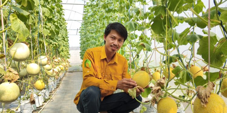 Yusuf Kurniawan Anak Muda Bengkulu Bangun Pertanian Cerdas, Ciptakan Melon Bermotif Rafflesia Pertama di Bengkulu